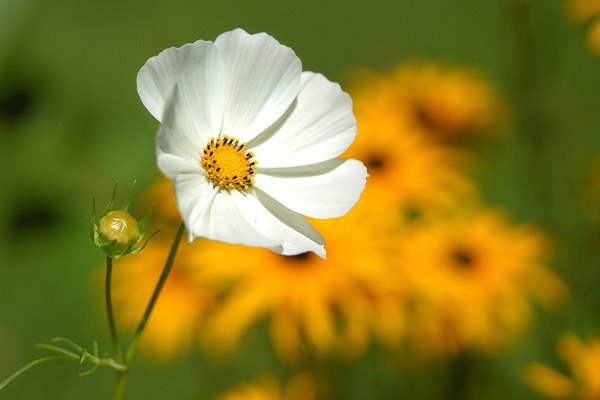 Roadside Flowers: Short Story; Cracked Pot